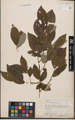 Foto von Salix caprea L.
